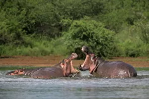 Images Dated 9th August 2008: Hippos fighting