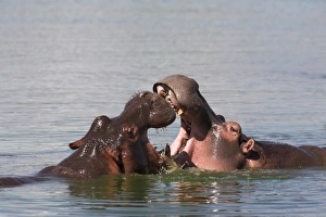Two Animal Prints: Hippos, Hippopotamus amphibius