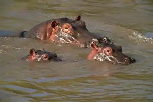 Mara River Prints: Hippos (Hippopotamus amphibius) relaxing in the Mara River, Masai Mara
