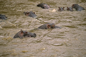 Hippo Prints: Hippos, Masai Mara National Reserve