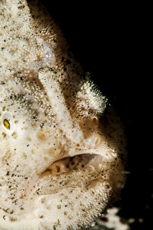 Hispid frogfish (Antennarius hispidus), Sulawesi, Indonesia, Southeast Asia, Asia