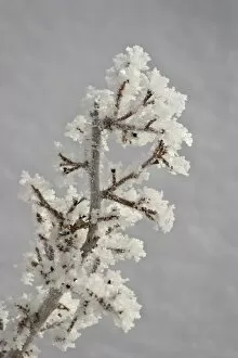 Images Dated 19th December 2008: Hoar frost on a branch, Bryce Canyon National Park, Utah, United States of America