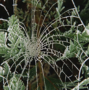 Spider Prints: Hoar frost on spiders web, Surrey, England, United Kingdom, Europe