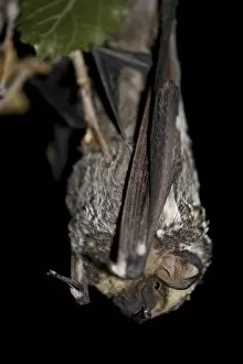 Images Dated 17th June 2007: Hoary bat (Lasiurus cinereus), in captivity near Portal, Arizona, United States of America