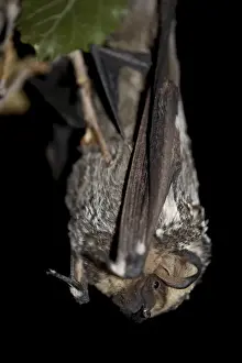 Upside Down Prints: Hoary bat (Lasiurus cinereus), in captivity near Portal, Arizona, United States of America