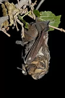 Images Dated 18th June 2007: Hoary bat (Lasiurus cinereus) perched, near Portal, Arizona, United States of America