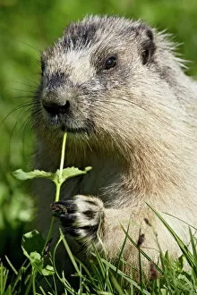 Images Dated 15th August 2008: Hoary marmot (Marmota caligata), Glacier National Park, Montana, United States of America