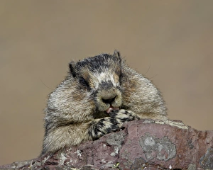 Images Dated 16th August 2008: Hoary marmot (Marmota caligata), Glacier National Park, Montana, United States of America