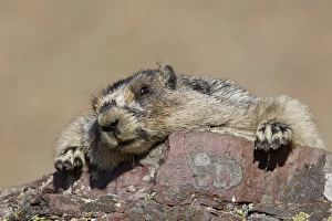 Images Dated 16th August 2008: Hoary marmot (Marmota caligata), Glacier National Park, Montana, United States of America