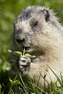 Images Dated 15th August 2008: Hoary marmot (Marmota caligata) eating, Glacier National Park, Montana