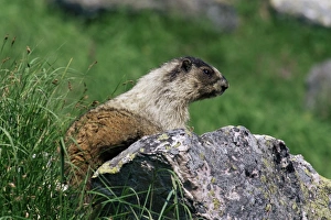 Attentive Prints: Hoary marmot (Marmotta caligata), Banff National Park, Alberta, Canada, North America