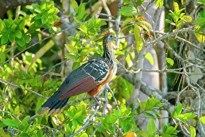 Animal Kingdom Prints: Hoatzin (Ophisthocomus hoazin) perching on branch by Lake Sandoval