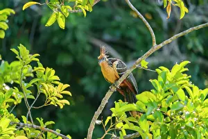 Natural Setting Prints: Hoatzin (Ophisthocomus hoazin) perching on branch by Lake Sandoval