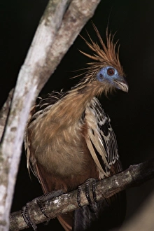 One Bird Only Prints: Hoatzin (Opisthocomus hoazin), Amazonian bird, Parque Nacional Madidi, Bolivia