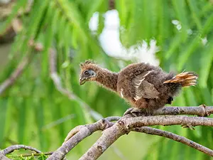 Avifauna Prints: A hoatzin, Opisthocomus hoazin, chick in a tree in the Pacaya Samiria Preserve, Peru