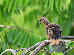 Avifauna Prints: A hoatzin, Opisthocomus hoazin, chick in a tree in the Pacaya Samiria Preserve, Peru