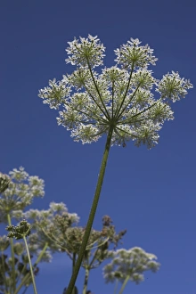Hogweed, Heracleum sphondylium, United Kingdom, Europe
