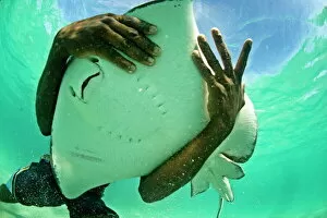 Images Dated 14th November 2009: Holding a stingray, Antigua, West Indies, Caribbean, Central America
