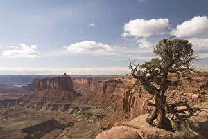 Images Dated 29th October 2009: Holeman Spring Canyon Overlook with Utah Juniper tree (Juniperus osteosperma) on right