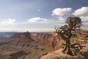 Holeman Spring Canyon Overlook with Utah Juniper tree (Juniperus osteosperma) on right