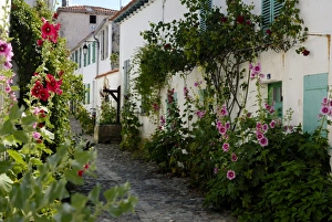 Images Dated 24th January 2000: Hollyhocks lining a street with a well
