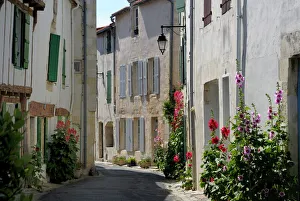Images Dated 24th January 2000: Hollyhocks lining a street