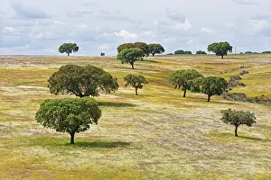 Alentejo Prints: Holm oak grove sits among blooming flowers in a meadow in Alentejo region of Portugal with trees spread across