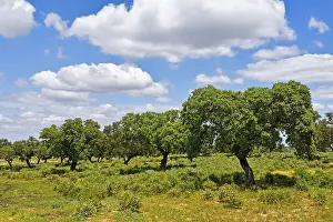 Alentejo Prints: Holm oak grove stands in blooming meadow under blue sky in the Alentejo region of Portugal during springtime