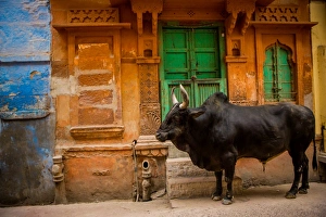 Blue City Prints: Holy cow standing in the blue streets of Jodhpur, the Blue City, Rajasthan, India, Asia