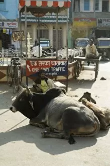 Images Dated 17th January 2000: Holy cows on streets of Dungarpur