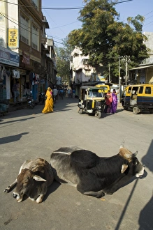 Holy cows on streets of Dungarpur