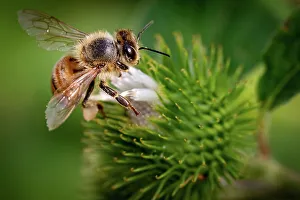 Wonderful Prints: Honeybee collecting nectar from a green spiky flower