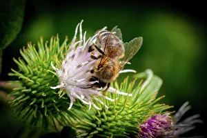 Blossom Prints: Honeybee collecting nectar on a vibrant thistle flower