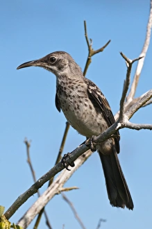 Images Dated 14th April 2010: Hood mockingbird (Nesomimus macdonaldi), Suarez Point, Isla Espanola (Hood Island)