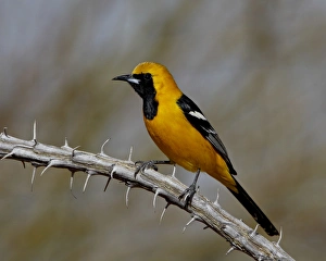 Feather Prints: Hooded oriole (Icterus cucullatus), The Pond, Amado, Arizona, United States of America