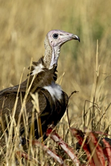 Images Dated 14th October 2006: Hooded vulture (Necrosyrtes monachus) at a wildebeest carcass, Masai Mara National Reserve