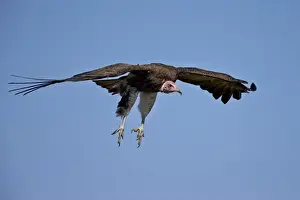 Hooded vulture (Necrosyrtes monachus) in flight on approach to landing, Ngorongoro