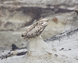 San Juan Basin Prints: Hoodoo formed by a piece of petrified wood