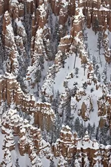 Images Dated 19th December 2008: Hoodoos with fresh snow, Bryce Canyon National Park, Utah, United States of America