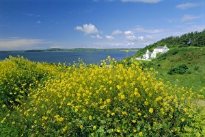 Wild Flower Prints: Hook Head Peninsula, County Wexford, Ireland