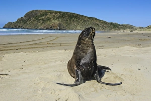 Hookers sea lion (Phocarctos hookeri), Cannibal Bay, the Catlins, South Island, New Zealand, Pacific