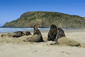 Catlins Prints: Hookers sea lions (Phocarctos hookeri) colony