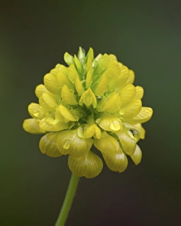 Hop clover (Trifolium aureum) (Trifolium agrarium), Idaho Panhandle National Forests