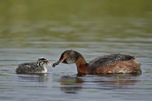Face To Face Prints: Horned grebe (Podiceps auritus) female feeding a chick