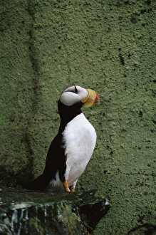 Horned puffin (Fratercula corniculata), St