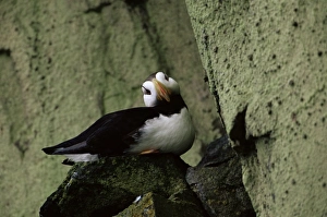 Horned puffin (Fratercula corniculata), St