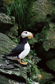 Horned puffin (Fratercula corniculata), St