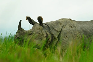 Assam Prints: One horned rhinoceros in Kaziranga National Park, Assam, India, Asia