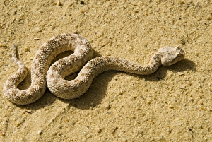 Reptile Prints: Horned viper