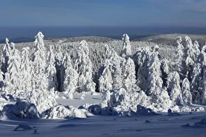 Black Forest Prints: Hornisgrinde mountain in winter, Black Forest, Baden Wurttemberg, Germany, Europe